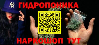 гашик Кингисепп