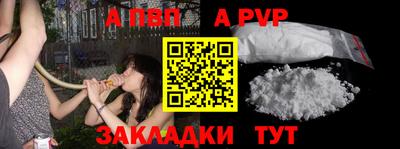 гашик Кингисепп